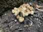 Kerti tintagomba (Coprinellus micaceus), Budai-hegység